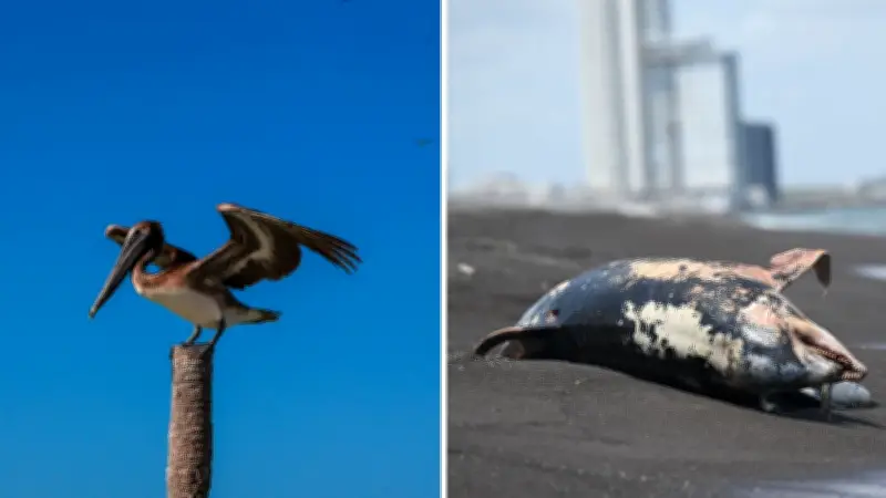 Supuestos videos muestran fauna afectada por derrame de petróleo en costas de Veracruz