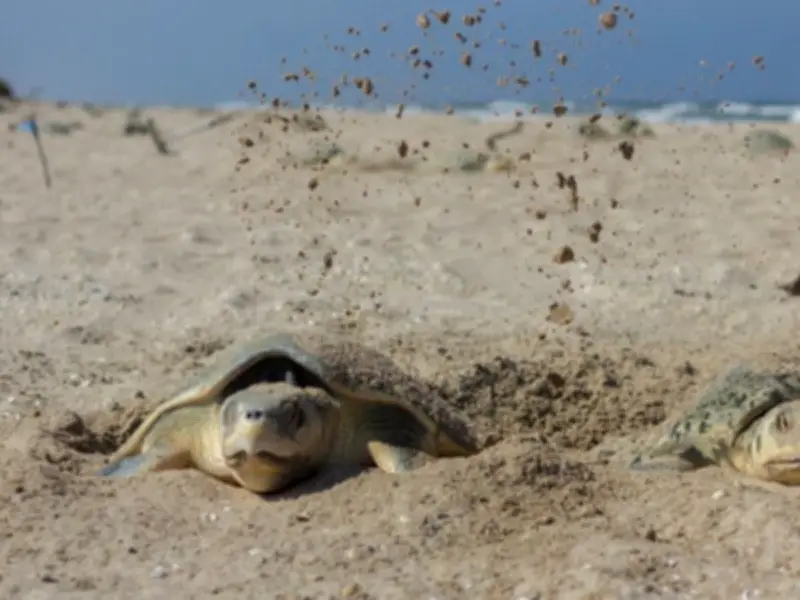 Tamaulipas celebra primera anidación de tortuga lora en la temporada 2026