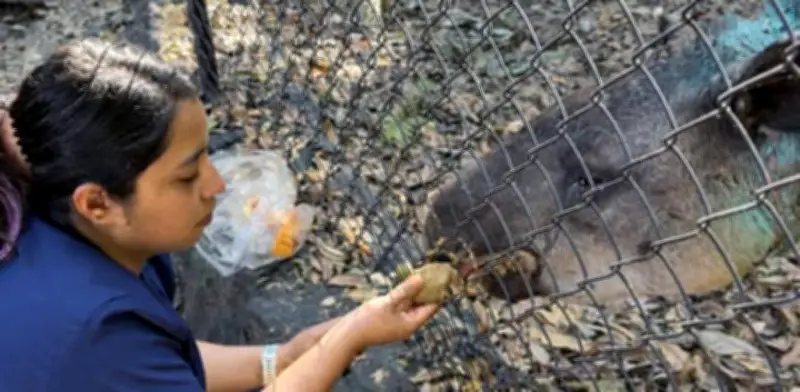 Tapir Centroamericano en Peligro de Extinción Sigue Grave Tras Captura con Lazo en Veracruz
