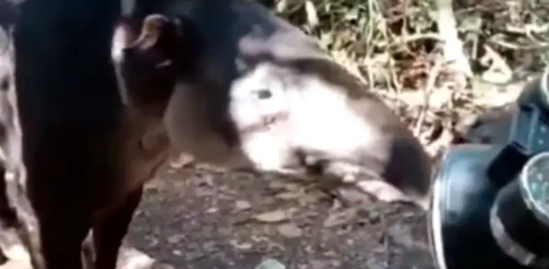 Tapir en Calakmul es el octavo caso de vida silvestre con Gusano Barrenador