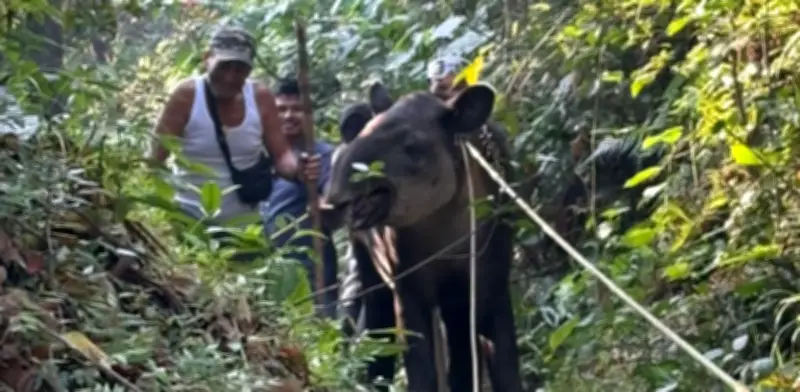 Tapir en peligro de extinción capturado con lazo en Veracruz enfrenta estado crítico en Chiapas