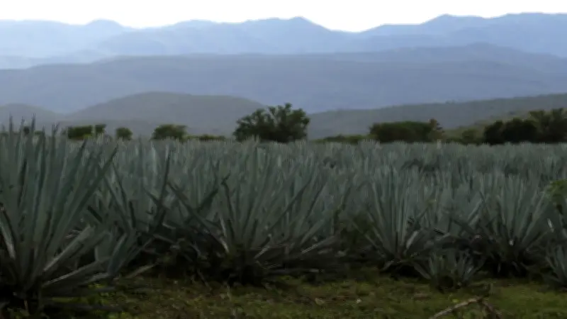 Tequila, Jalisco: Turismo se desploma tras violencia y narcobloqueos