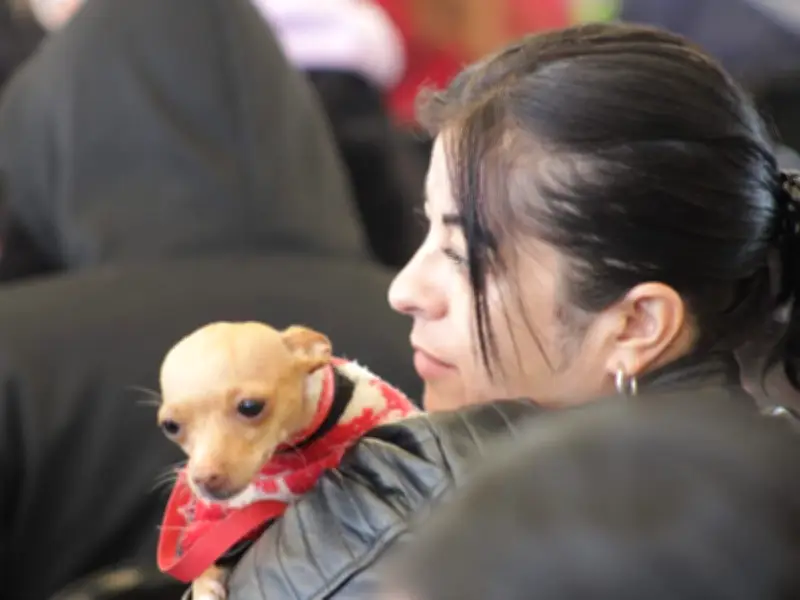 Texcoco Realiza Más de 900 Servicios Veterinarios Gratuitos en Campaña de Esterilización