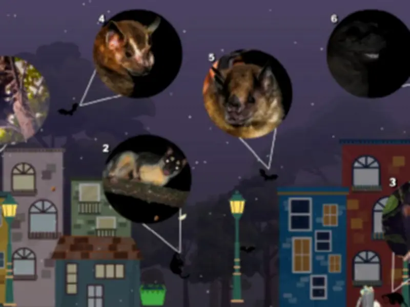 Tlacuaches y Murciélagos: Los Guardianes Nocturnos de Nuestras Ciudades