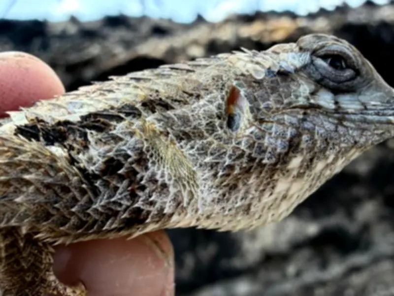 Tlajomulco evalúa fauna tras incendio en Bosque La Primavera; instalarán oasis de agua