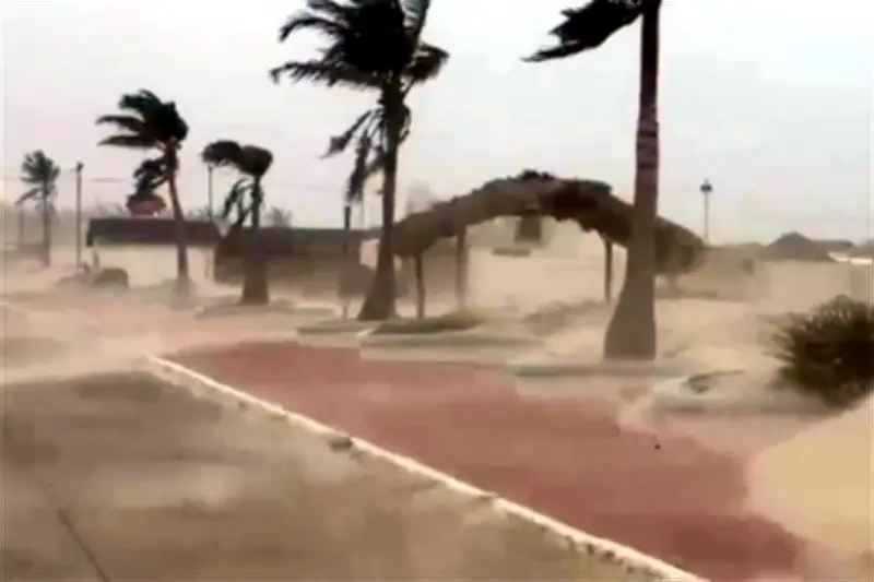 Tolvanera Masiva Cubre Playa Miramar en Tamaulipas, Afecta Turismo y Salud