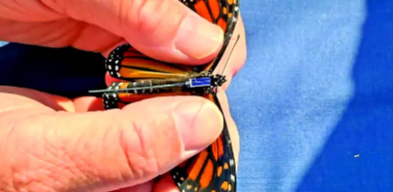 Transmisores en mariposas monarca revelan migración individual y rutas precisas