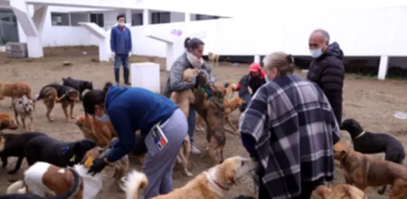 Tribunal federal avala adopción de 936 perros rescatados del Refugio Franciscano en CDMX
