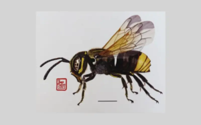 UDEG combina arte y ciencia para salvar a los polinizadores en Jalisco