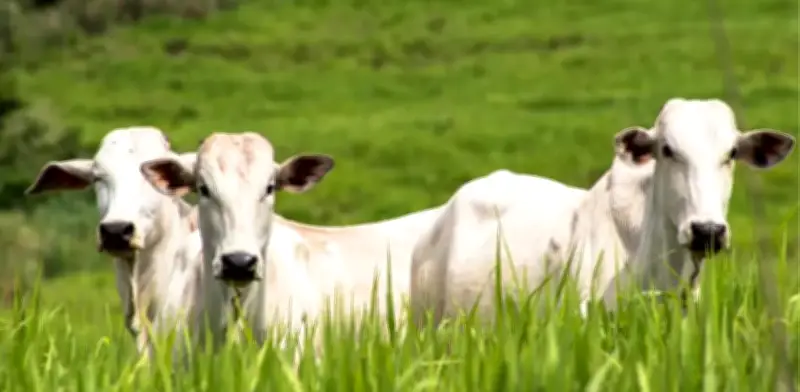 UE alerta sobre carne bovina con hormonas de Brasil en auditoría clave