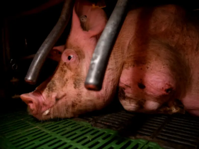 UE privilegia reuniones con industria cárnica sobre protección animal según Igualdad Animal