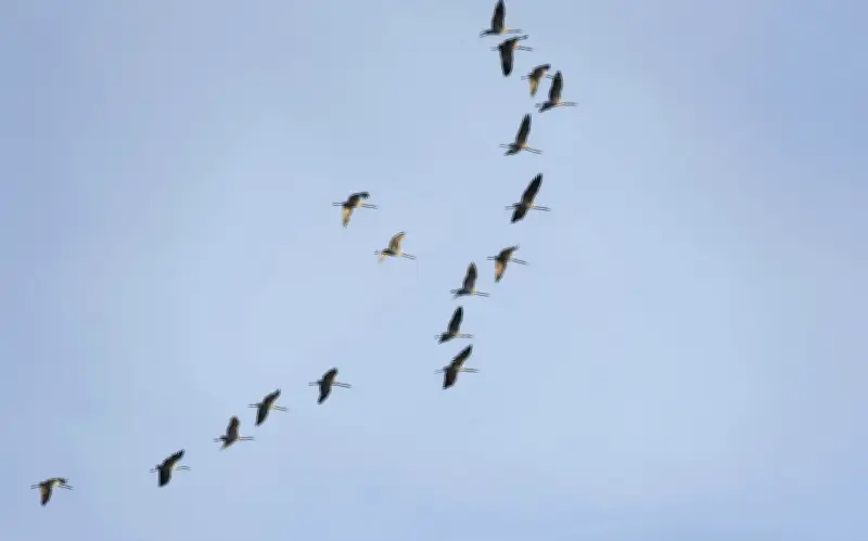 Una de cada cinco especies migratorias en peligro de extinción, alerta SEO/BirdLife