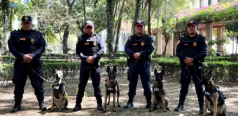 Uzi, Atena, Beretta y Nix: Los nuevos perros policía que reforzarán la seguridad en CDMX