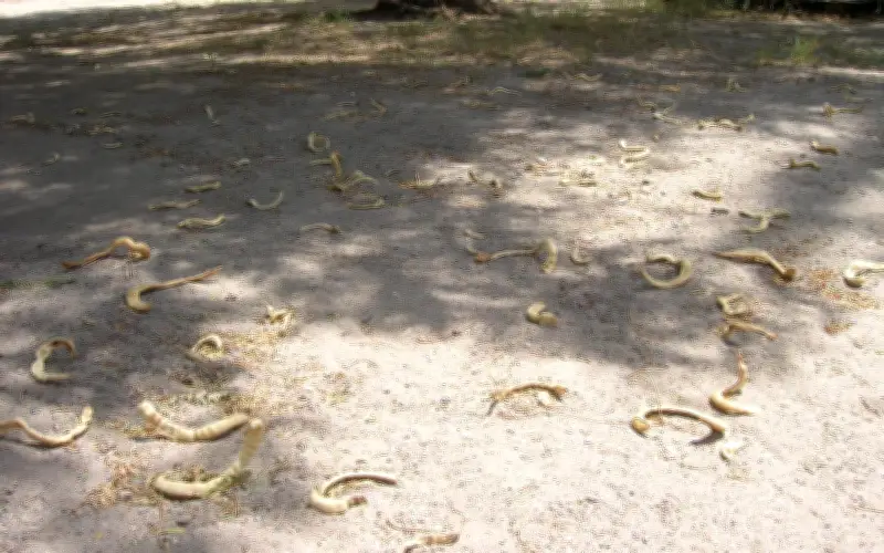 Vainas de Mezquite: El Superalimento Mexicano con Alto Valor Proteico y Usos Múltiples