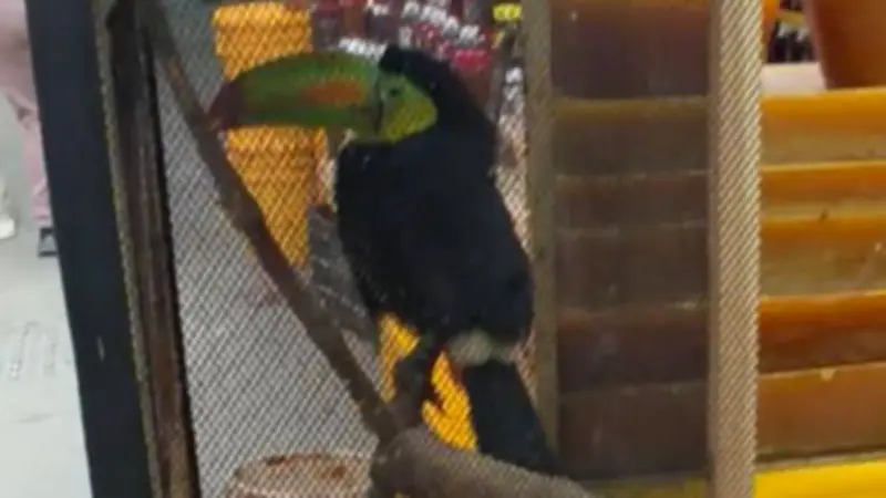 Venta Ilegal de Tucanes en Oaxaca: Crías en Peligro de Extinción a la Venta por 15 Mil Pesos