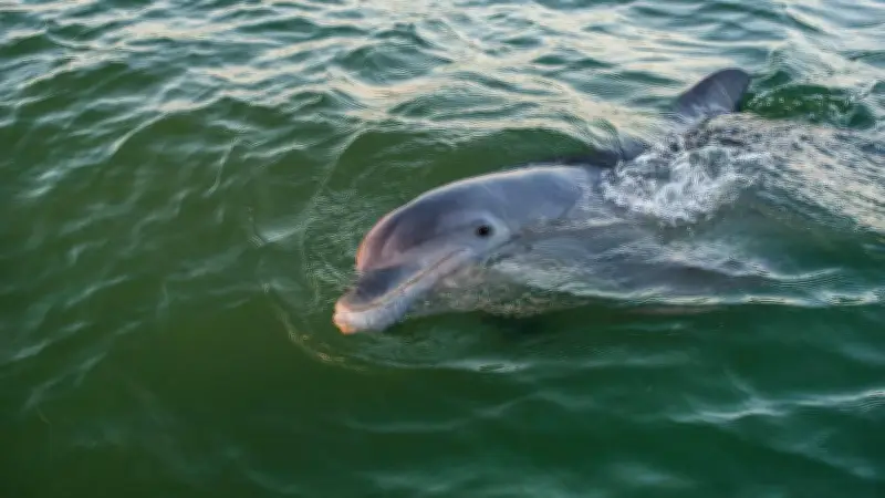 Veracruz descarta contaminación y revela causa traumática en muerte de delfín en Alvarado