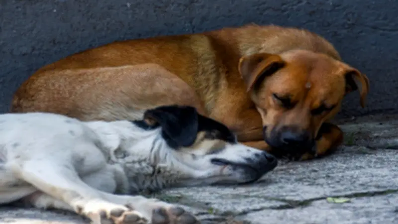Video impactante: hombre dispara a perro con escopeta en Coyuca de Catalán, Guerrero