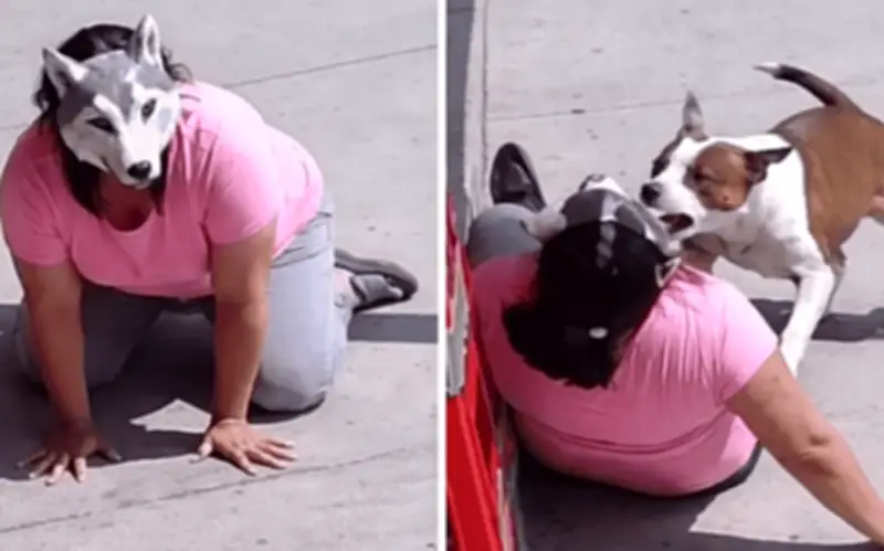 Video viral de ataque pitbull vs. therian en México es generado con inteligencia artificial