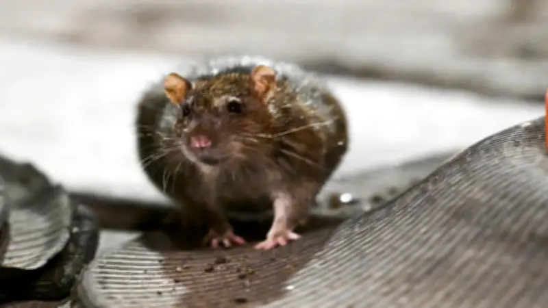 Video viral de rata en el Metro CDMX genera alarma por riesgos sanitarios