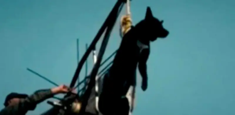 Video viral: Hombre sube a su perro a azotea con polea, ¿ingenio o maltrato animal?