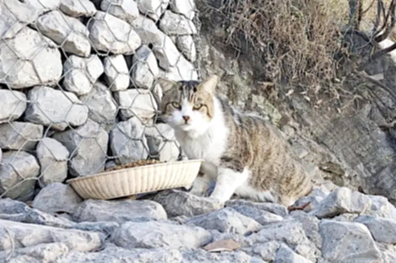 Voluntarios se unen en rescate masivo de gatitos abandonados en la ciudad