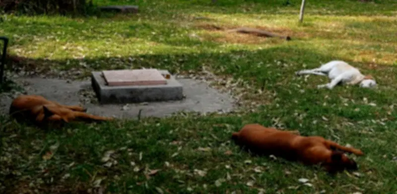 Xochimilco: Fiscalía investiga 8 casos de perros desollados en Bosque de Nativitas