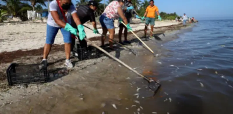 Yucatán instala Comité de Vigilancia Ambiental Participativa para proteger playas y costas