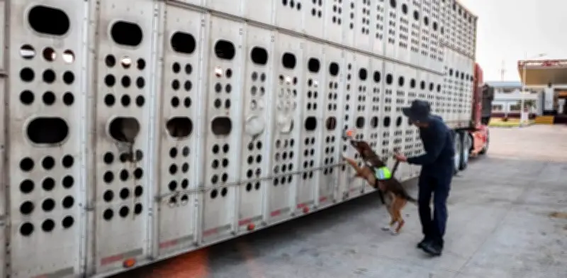 Yucatán registra octavo caso de gusano barrenador en fauna silvestre con venado cola blanca
