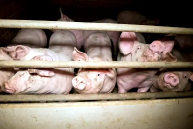 Yucatán: Urgen Declarar Emerergencia por Impacto de Granjas Porcícolas en la Península