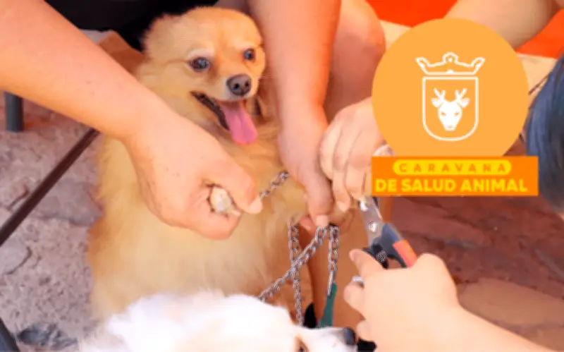 Zapopan ofrece servicios veterinarios gratuitos en Colinas de los Robles