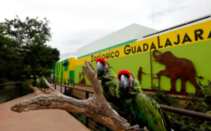Zoológico Guadalajara Abre en Puente: Actividades, Precios y Paquetes para 2026