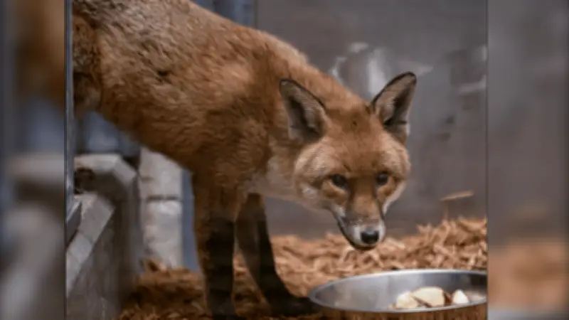 Zorro rojo cruza el Atlántico como polizón en barco de Inglaterra a Nueva York