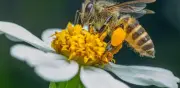 Abeja Melipona: La Abeja Maya Sagrada y su Conservación en México