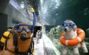 Acuario Michin Guadalajara lanza promoción con boletos desde 129 pesos por horario