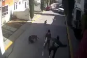 Agresión en Pachuca: Hombre golpea a joven tras discusión por perros en la vía pública