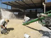 Agricultura reporta más de 25 mil pagos de incentivo para maíz blanco en seis estados