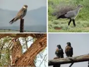 Alarma en África: La mitad de grandes aves y rapaces pierde más del 50% de población