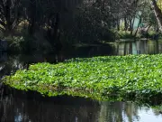 Alga invasora cubre 70% de presa Endhó en Hidalgo, alertan expertos de la UAM