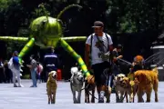 Autoridades de CDMX arrumban medidas para regular paseadores de perros