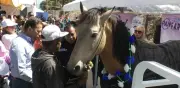 ‘Bayo’, el último caballo carretonero de Los Reyes La Paz, es liberado tras años de trabajo