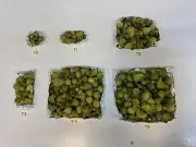 Bioproductos de la UAEH: La revolución biotecnológica que transforma desechos en recursos agrícolas