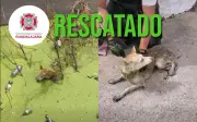 Bomberos de Guadalajara rescatan perro atrapado en canal contaminado de Nueva Patria