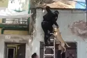 Bomberos rescatan a perro atrapado durante conato de incendio en Monterrey
