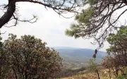 Bosque La Primavera: El Refugio Natural Ideal para Semana Santa en Jalisco