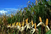 Brasil desarrolla maíz transgénico resistente a sequías extremas