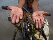 Chapopote contamina playas de Veracruz; afecta a 7 municipios y amenaza tortugas