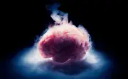 Científicos alemanes logran reactivar neuronas tras criopreservación cerebral en ratones