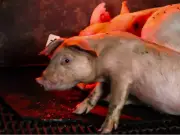 Colima a un paso de transformar su sistema alimentario con ley de alimentación sostenible