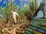 Contrabando de caña amenaza industria azucarera mexicana; Morena en crisis por Zacatecas