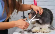 Cortar el pelo a perros en verano es un error común que puede dañar su salud